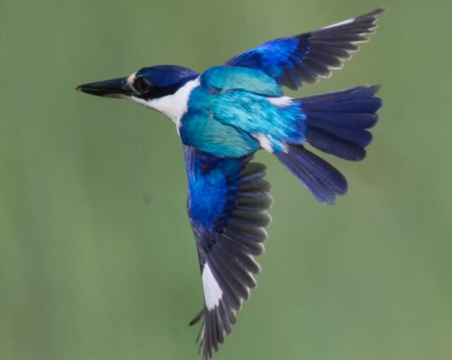 AI驱动的X射线成像技术揭示翠鸟羽毛的纳米级结构