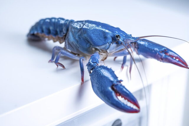 AI安全漏洞警示：OpenClaw框架与Meta等公司标志