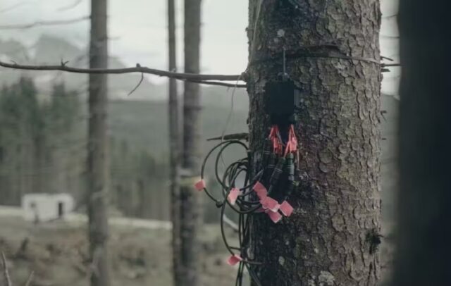 一棵树在日食背景下的剪影，象征植物感知研究的争议